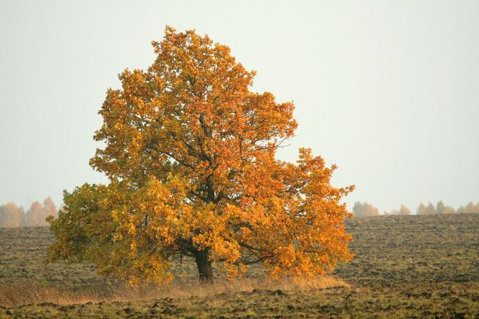 This is an oak tree