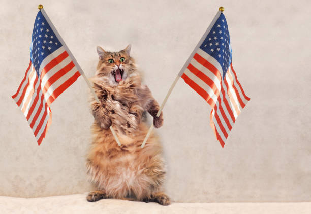 Isnt American nationalism so ridiculous?