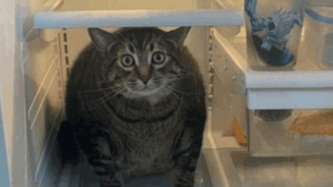 How much food would you say is in your fridge currently if you had to guess?