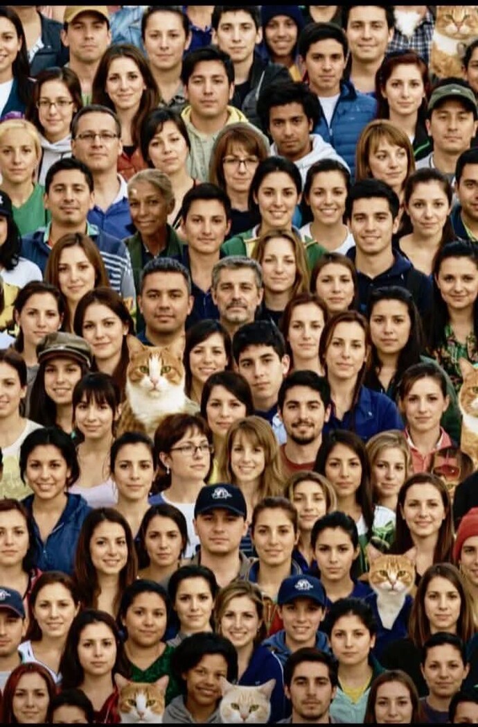 Eye health test, how many cats are there in this photo?