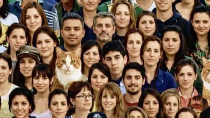 Eye health test, how many cats are there in this photo?