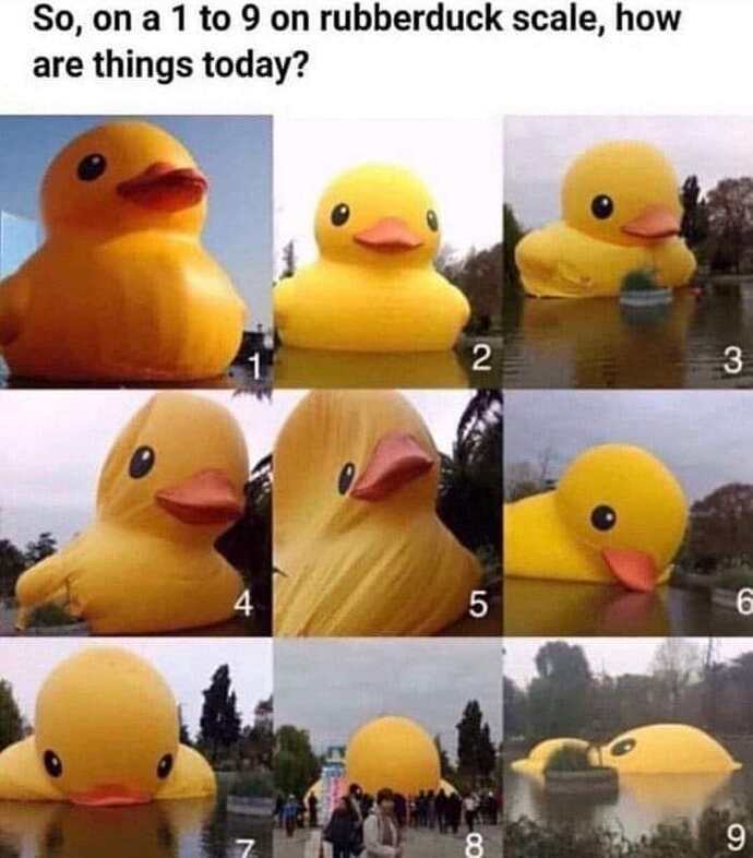 9 ducks