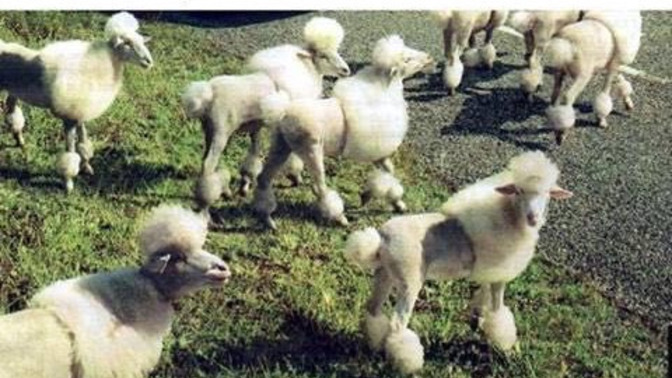 Girls, Do you have any pets?