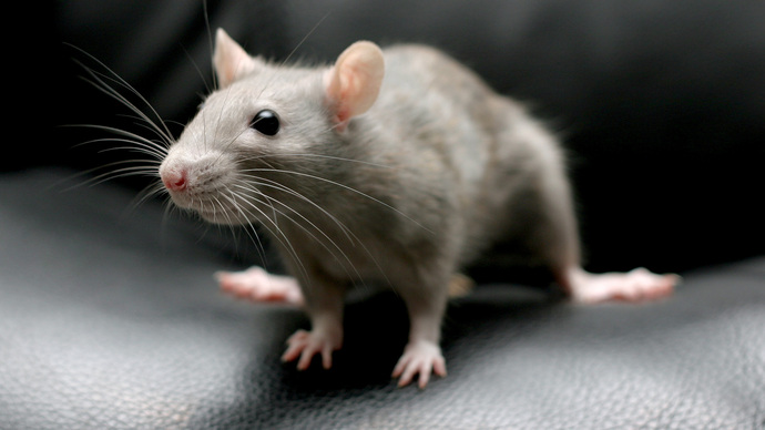 Real Mouse - not the Computer Type