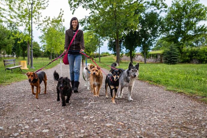 How many times per day do you walk your dog?
