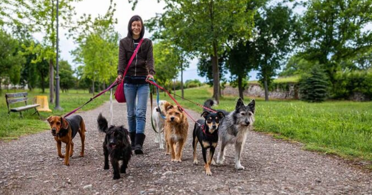 How many times per day do you walk your dog? - GirlsAskGuys