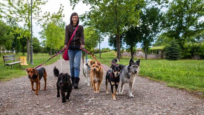 How many times per day do you walk your dog?