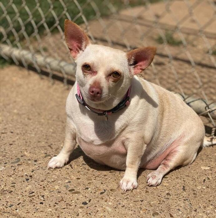 Do you believe it’s animal abuse to let your pets get fat?