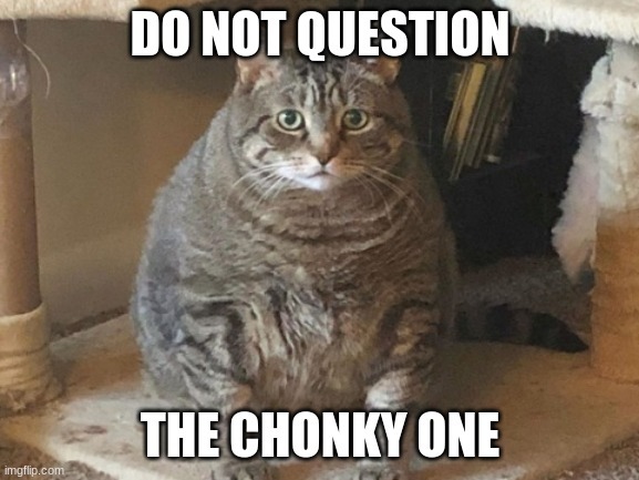Do you believe it’s animal abuse to let your pets get fat?