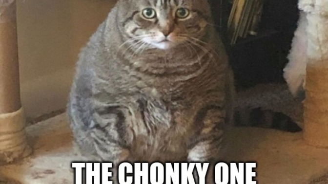 Do you believe it’s animal abuse to let your pets get fat?
