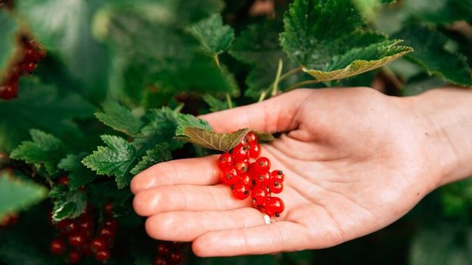 Have you ever foraged edible wild plants?