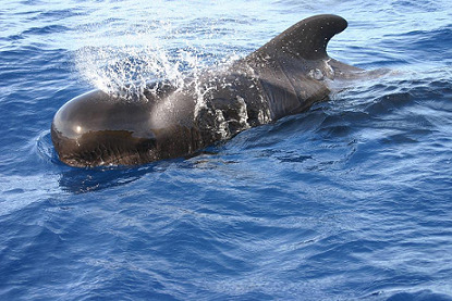 Did you ever find the idea of swimming in the ocean scary?