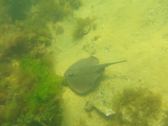 Does anyone else like going to the beach to explore the underwater scenery?
