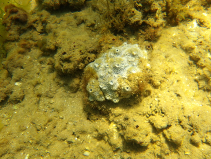 Does anyone else like going to the beach to explore the underwater scenery?