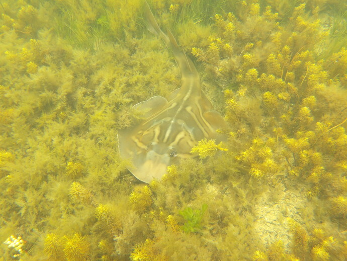 Does anyone else like going to the beach to explore the underwater scenery?