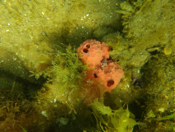 Does anyone else like going to the beach to explore the underwater scenery?