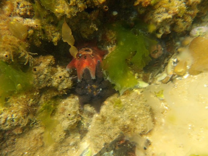 Does anyone else like going to the beach to explore the underwater scenery?