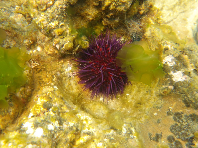 Does anyone else like going to the beach to explore the underwater scenery?