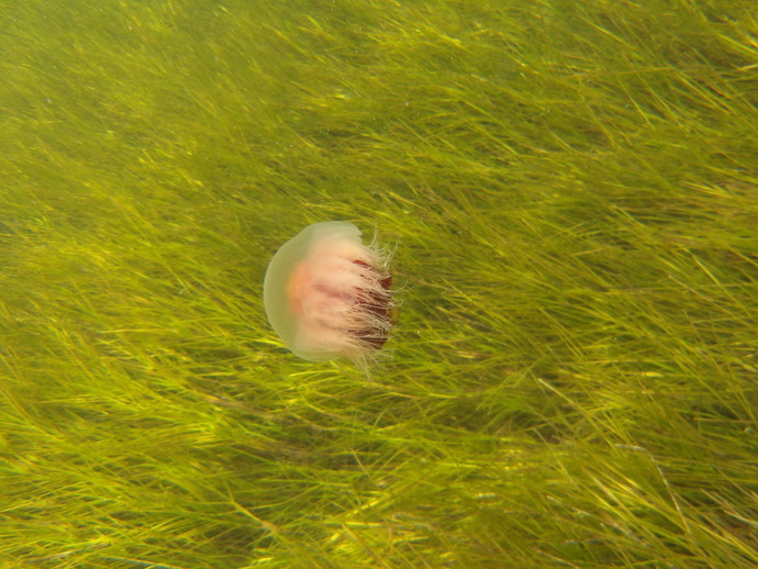 Does anyone else like going to the beach to explore the underwater scenery?
