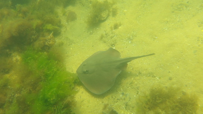 Does anyone else like going to the beach to explore the underwater scenery?