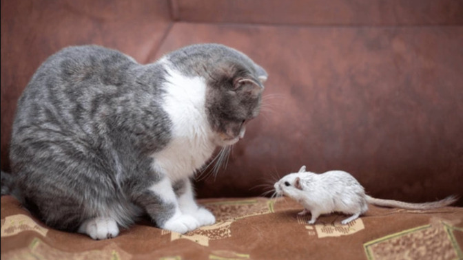 Is it wrong that I left my cat to torture a mouse?
