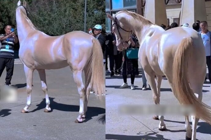 Are Akhal-Teke really worth ten Ferrari?