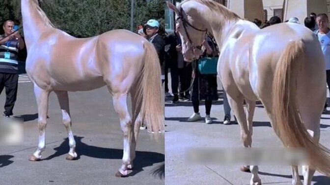 Are Akhal-Teke really worth ten Ferrari?