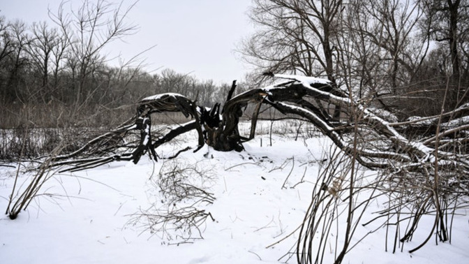 Has anyone seen or heard of a tree exploding due to extreme cold?