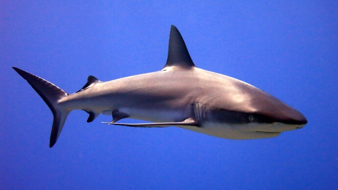 Do you like sharks, why?