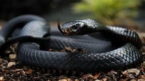 Would You Rather Be an Alien or a Snake?