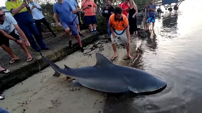 Would you be courageous to save a friend from a shark attack?