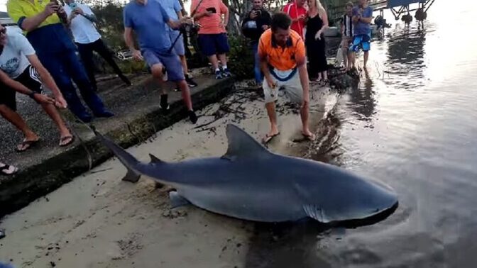 Would you be courageous to save a friend from a shark attack?