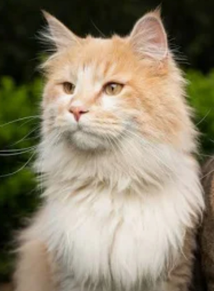 Do You Know What To Do If You Find A Stray Cat?