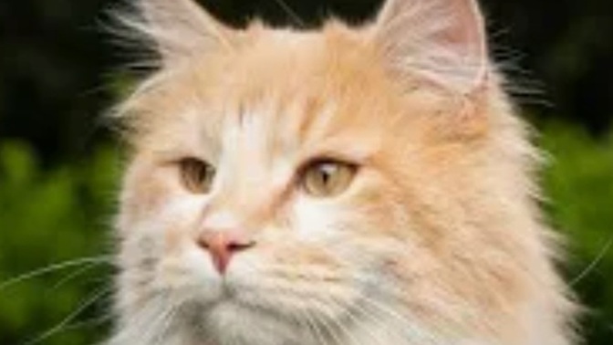 Do You Know What To Do If You Find A Stray Cat?