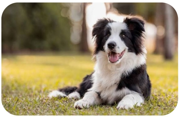 If You Decided To Own A Dog, What Name Would You Chose?