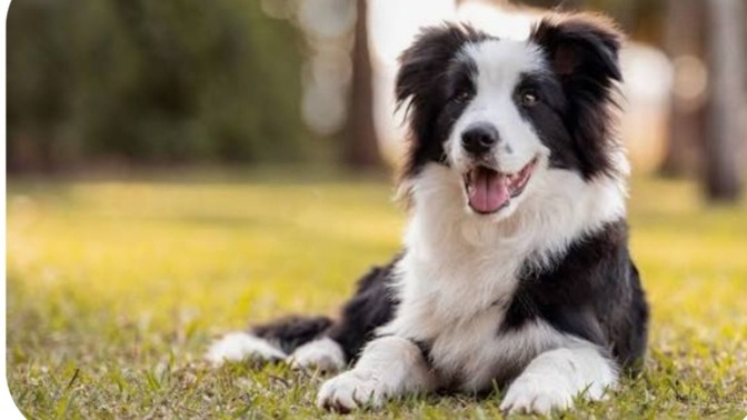 If You Decided To Own A Dog, What Name Would You Chose?