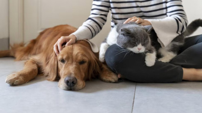 Do you have any pets and, if so, what kind?