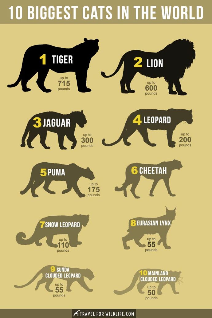 Which Is Your Favorite Big Cat?