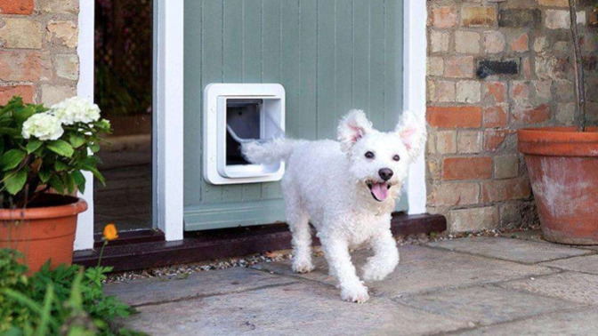 I need help im locked out of my house and only way inside is the dog door, do I try it?