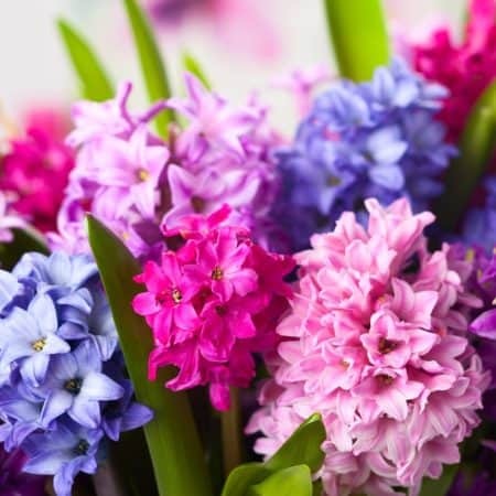 🌸