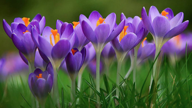 What is your favorite springtime flower?