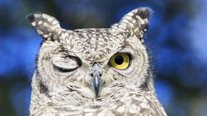 Do you like owls?