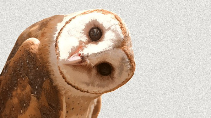 Do you like owls?