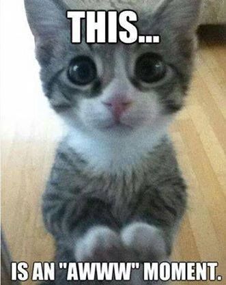 What was the last thing that made you go awwww?