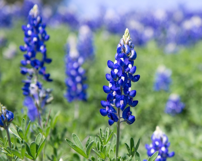 What is your Official State Flower?