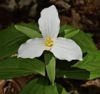 What is your Official State Flower?
