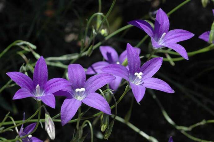 What is your Official State Flower?