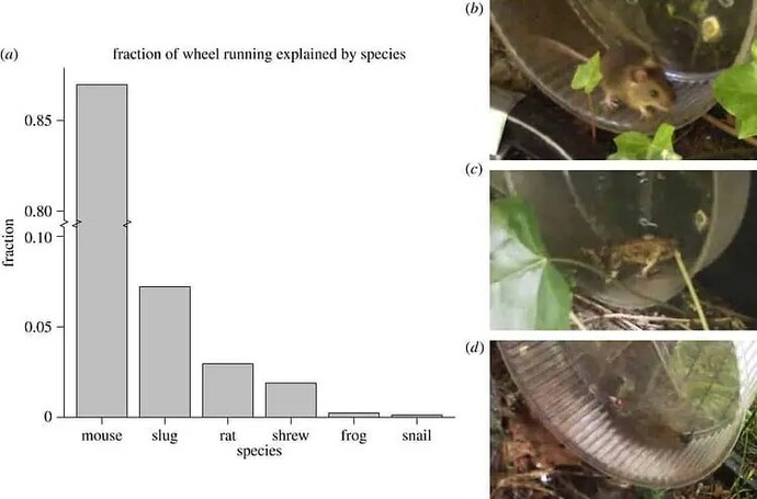 Should we build big wheels in nature for animals to play on?