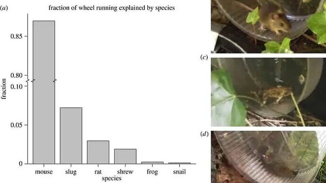 Should we build big wheels in nature for animals to play on?