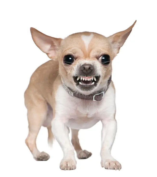 In Computer Terminology, Who Knows What a NIBBLE is?